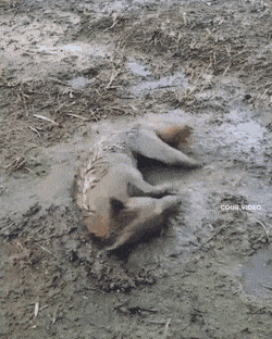 Acid Gifdump, August 16 (25 gifs)