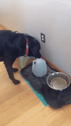Acid Gifdump, August 16 (25 gifs)