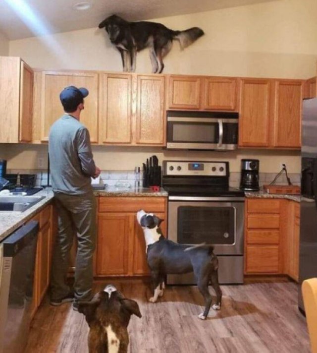 These Dogs Are Broken (50 pics)