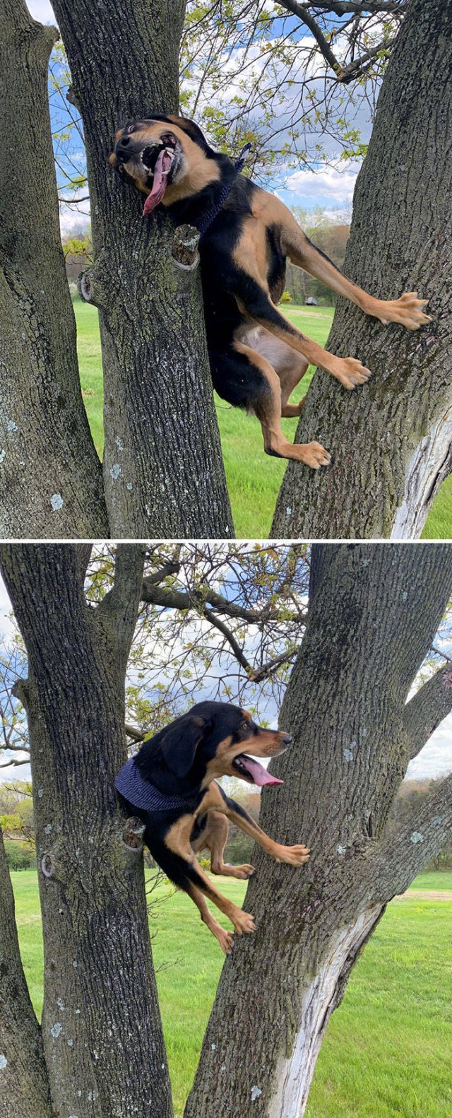 These Dogs Are Broken (50 pics)