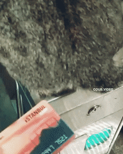 Acid Gifdump, August 17 (25 gifs)