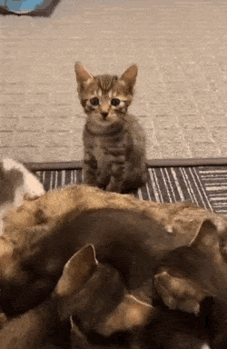 Acid Gifdump, August 17 (25 gifs)