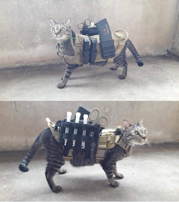 Dumb Things (30 pics)