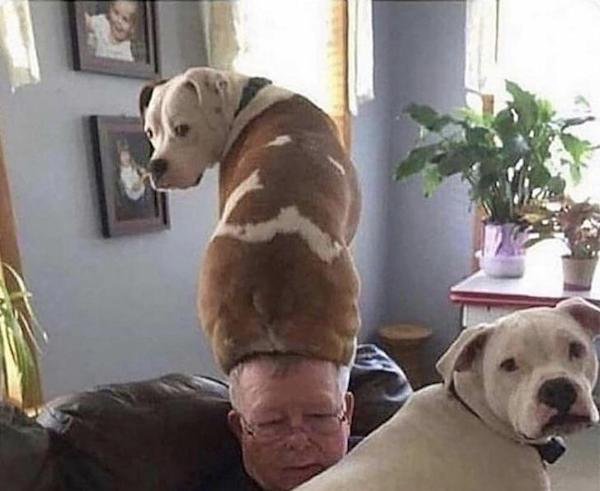 Dumb Things (30 pics)