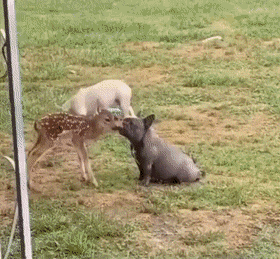 Acid Gifdump, August 18 (25 gifs)