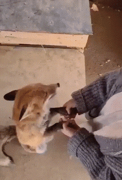 Acid Gifdump, August 18 (25 gifs)