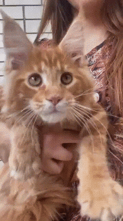 Acid Gifdump, August 18 (25 gifs)