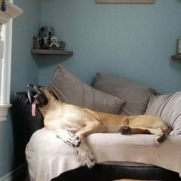 These Dogs Are Broken (43 pics)