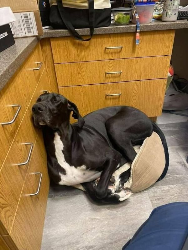 These Dogs Are Broken (43 pics)