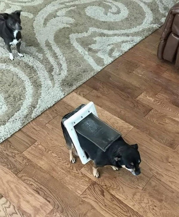 These Dogs Are Broken (43 pics)