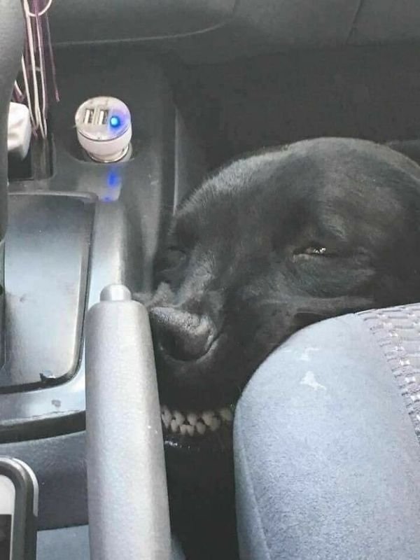 These Dogs Are Broken (43 pics)