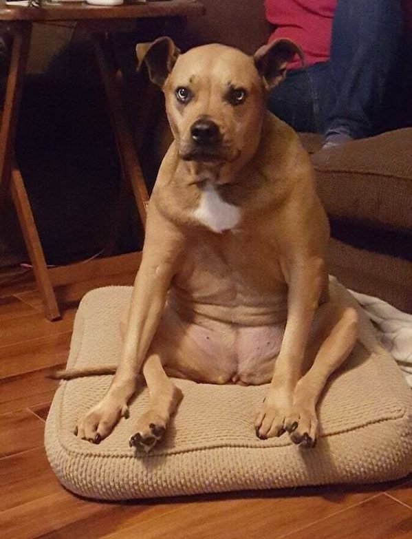 These Dogs Are Broken (43 pics)