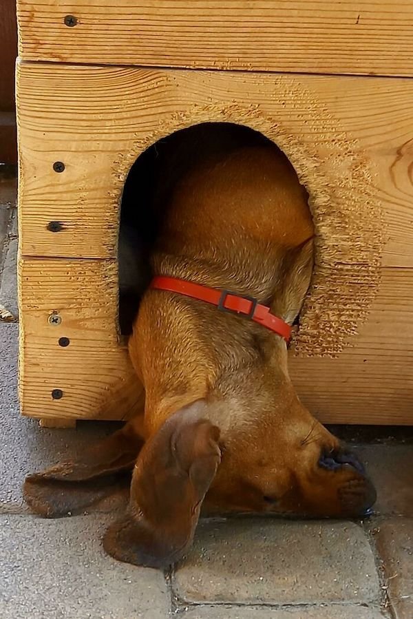 These Dogs Are Broken (43 pics)