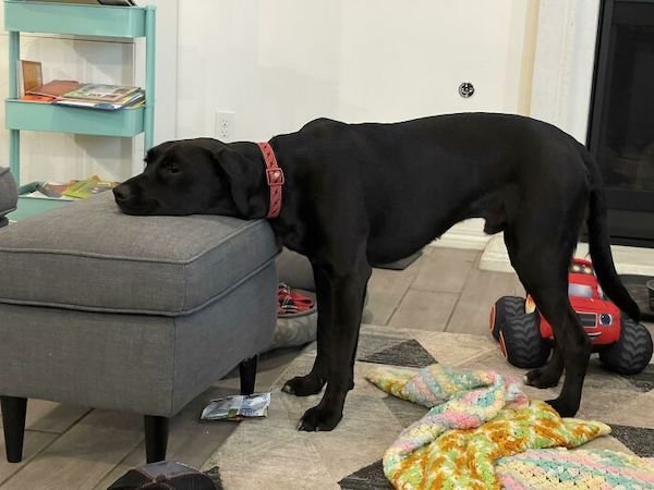 These Dogs Are Broken (43 pics)