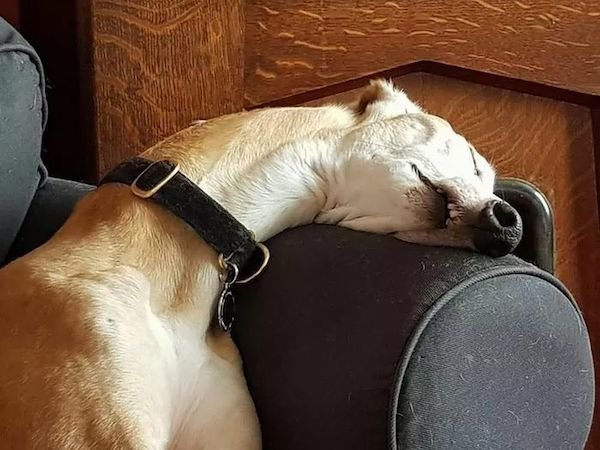 These Dogs Are Broken (43 pics)