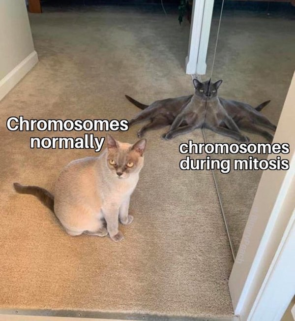 Science Memes (32 pics)