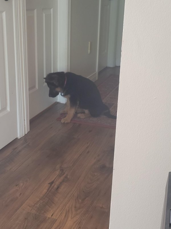 Cute German Shepherds (25 pics)