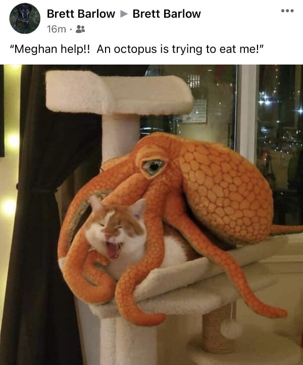 Hilarious Cats (31 pics)