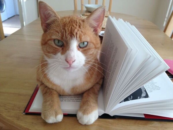 Hilarious Cats (31 pics)