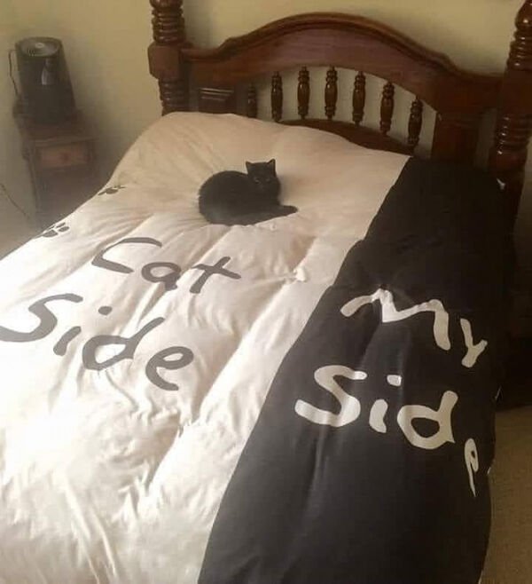 Hilarious Cats (31 pics)