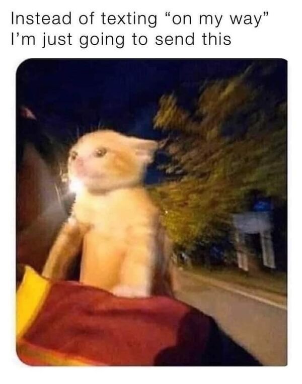 Hilarious Cats (31 pics)