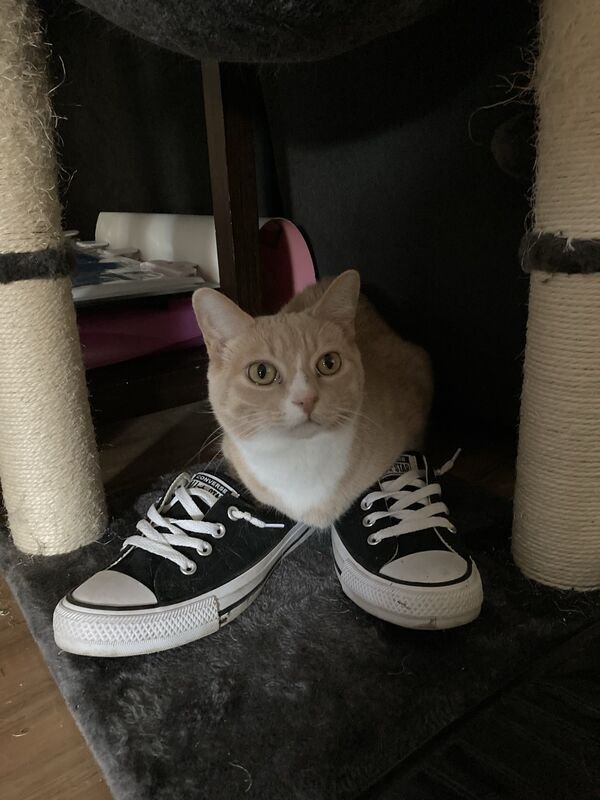 Hilarious Cats (31 pics)