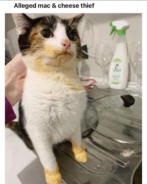 Hilarious Cats (31 pics)