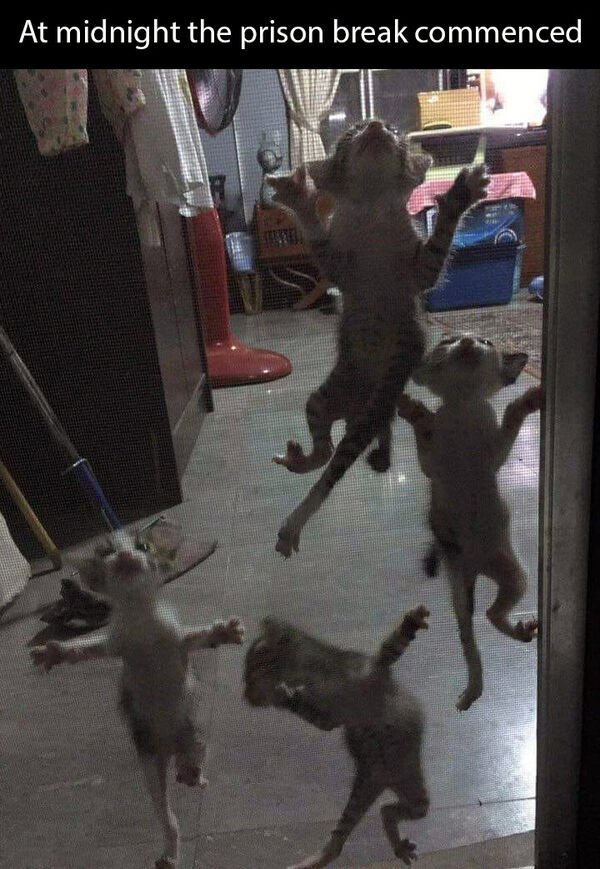 Hilarious Cats (31 pics)