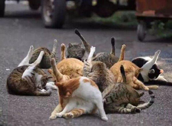 Hilarious Cats (31 pics)