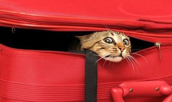 Hilarious Cats (31 pics)