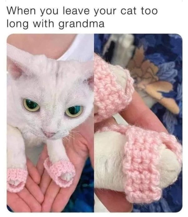 Hilarious Cats (31 pics)