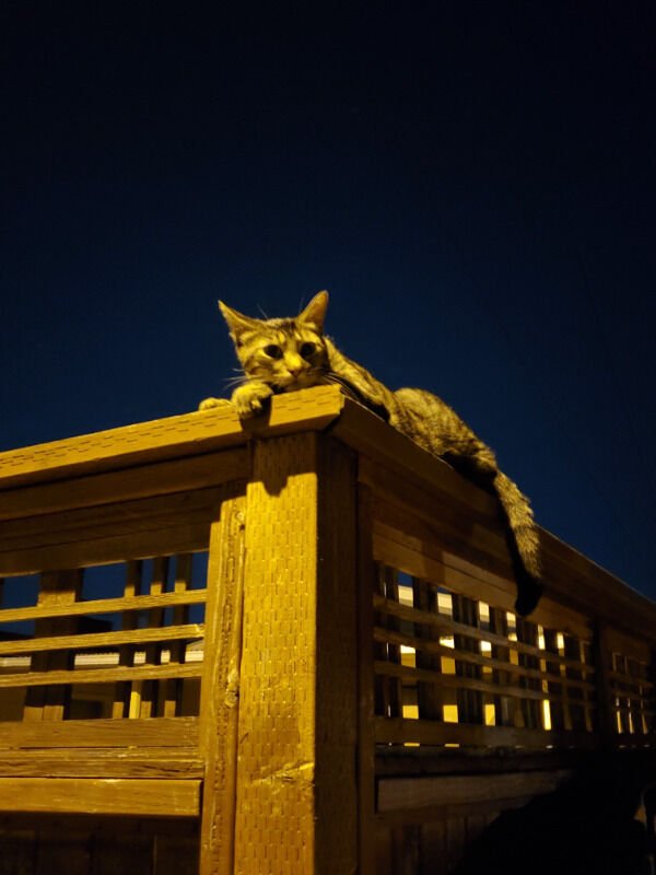 Hilarious Cats (31 pics)