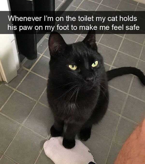 Hilarious Cats (31 pics)