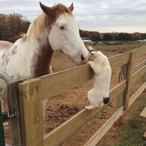 Hilarious Cats (31 pics)