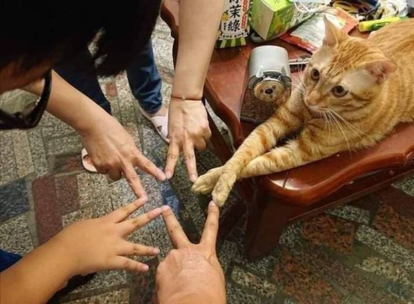 Hilarious Cats (31 pics)