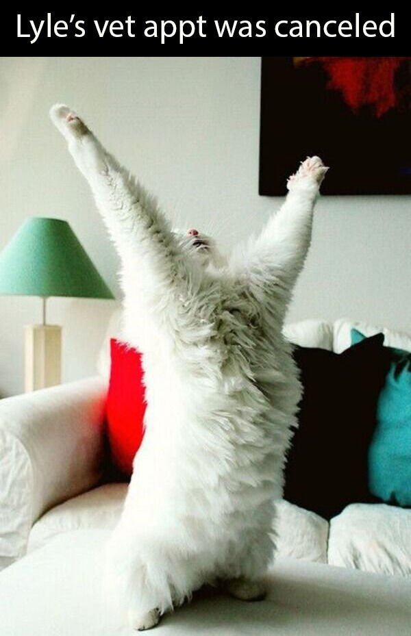 Hilarious Cats (31 pics)