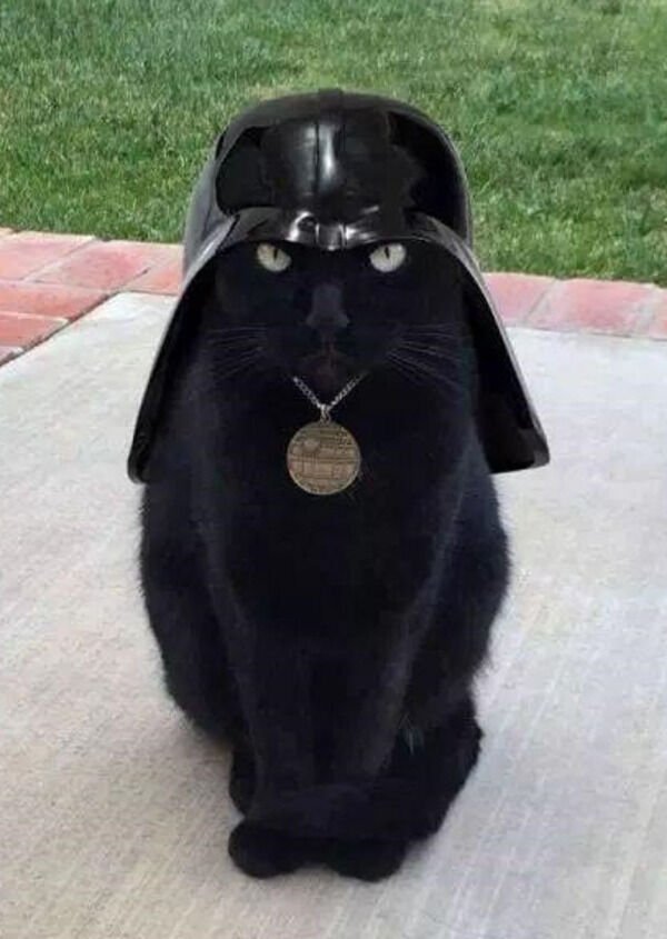 Hilarious Cats (31 pics)