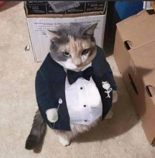 Hilarious Cats (31 pics)