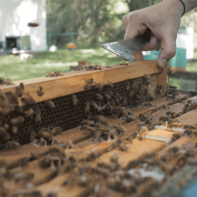 Facts About Bees (11 gifs)