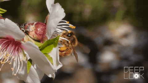 Facts About Bees (11 gifs)