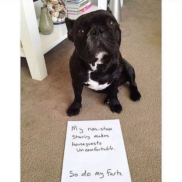 Funny Dogs (31 pics)