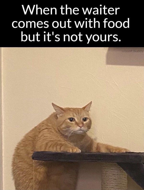 Random Funny Memes (32 pics)