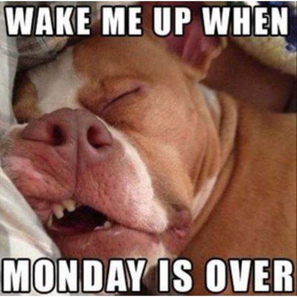 Monday Memes (34 pics)