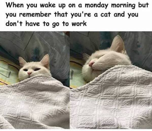 Monday Memes (34 pics)