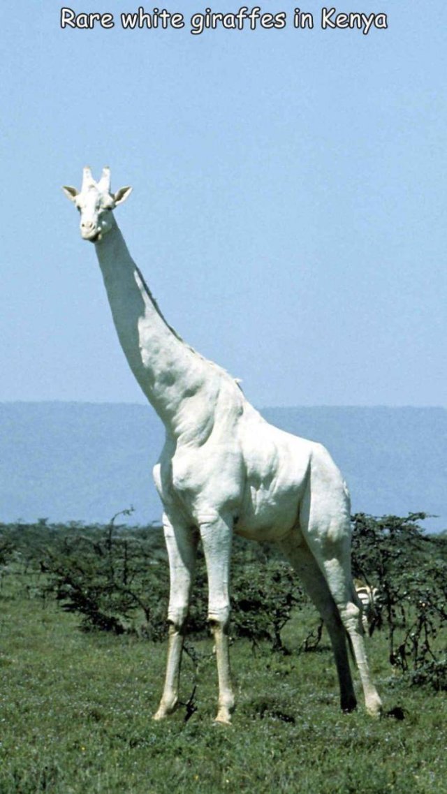 Acid Picdump 2 (85 pics)