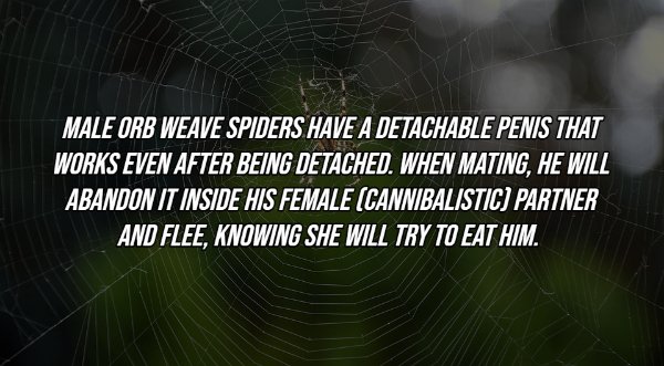 Intriguing Facts (18 pics)