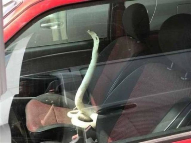 Acid Picdump 2 (83 pics)