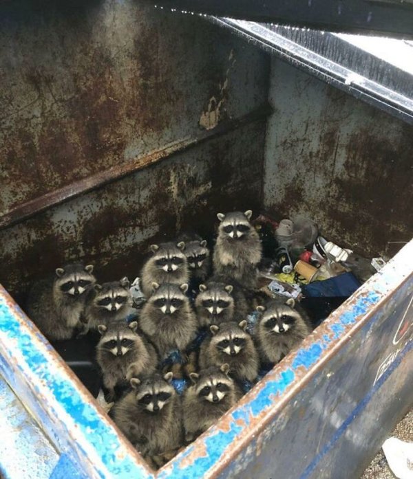 Funny Raccoons (31 pics)