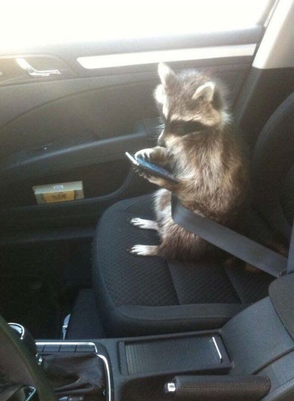 Funny Raccoons (31 pics)