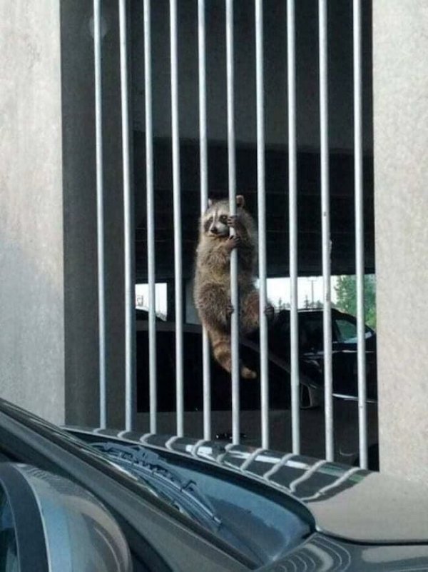 Funny Raccoons (31 pics)